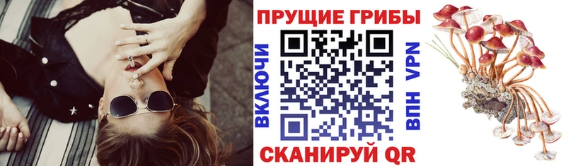 Псилоцибиновые грибы мицелий  Тихвин 